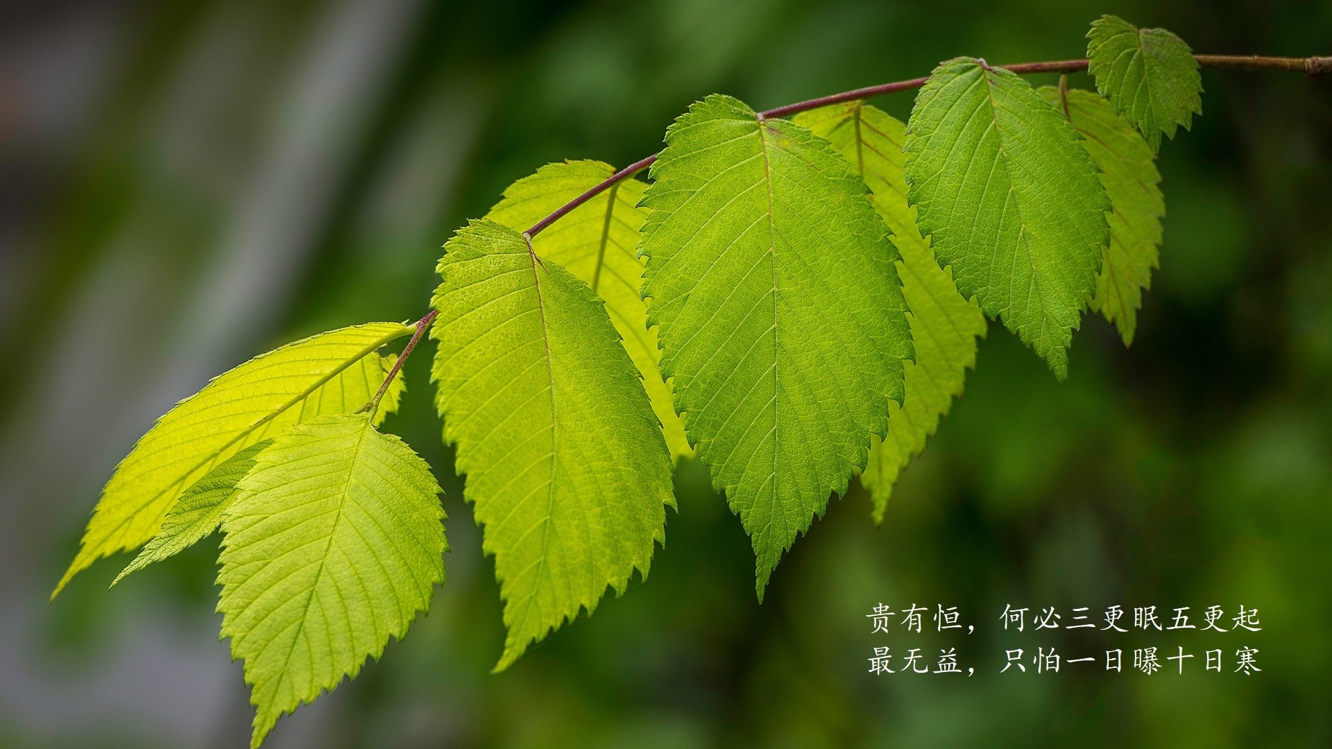 太阳能板发电多少钱一块（太阳能发电板多少钱一平米每小时发电量）